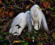 DSC_8259_001.JPG