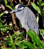 DSC_8290_001.JPG