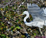 DSC_8335_001.JPG