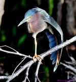 DSC_8370_001.JPG