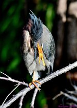 DSC_8382_001.JPG