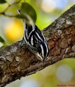 DSC_8411_001.JPG