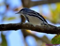 DSC_8416_001.JPG