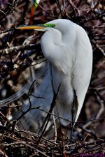 DSC_8481_001.JPG