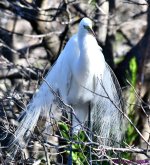 DSC_8526_001.JPG