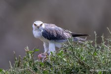 DSC_9531_bp.JPG