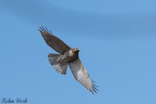 D50_2223.jpg