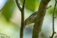 RD5_5278-Edit.jpg