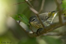 RD5_5295-Edit.jpg