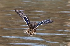 Tail feathers sm.jpg