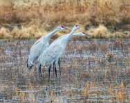 SandhillsNecksOut-549.jpg