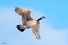 GooseFlight-549.jpg
