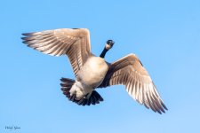 GooseFlight-550.jpg