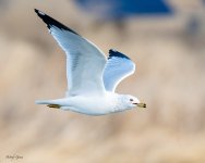 GullFlight-549.jpg
