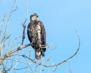 EaglePerched-549.jpg