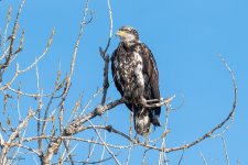 EaglePerched-550.jpg