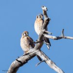 KestrelPair-549.jpg