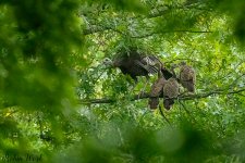 RD5_1872-Edit.jpg