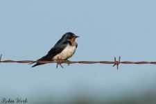 RD5_2395-Edit.jpg