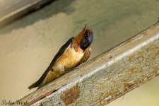RD5_5067-Edit.jpg