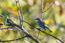 RD5_5267-Edit.jpg