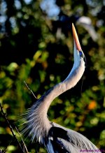 DSC_8559_001.JPG