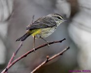 DSC_8564_001.JPG