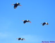 DSC_8610_001.JPG