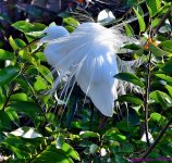 DSC_8666_001.JPG
