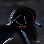DSC_9270.jpg
