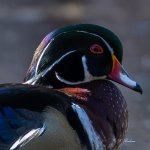 DSC_9270-3.jpg