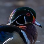 DSC_9270-4.jpg