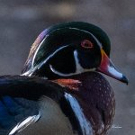 DSC_9270-2.jpg