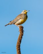 Meadowlark-550.jpg