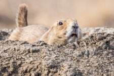 PrairieDog-550.jpg