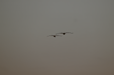 2026-01-22_16-56-44(4)sT.png