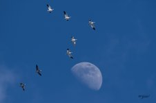 SnowGeese sm.jpg