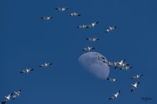 SnowGeese 02 sm.jpg