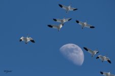 SnowGeese 03 sm.jpg
