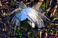 DSC_8678_001.JPG