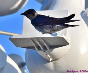 DSC_8774_001.JPG