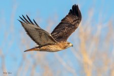 RedtailFlight-550.jpg