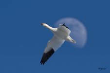 SnowGeese 04 sm.jpg