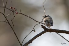 GoldenCrownedKinglet sm.jpg