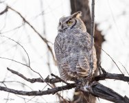 OwlDadFirstShot-551.jpg