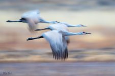 SandhillBlur-552.jpg