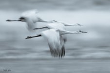SandhillBlur-553.jpg