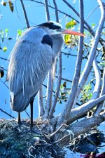 DSC_9138_001.JPG