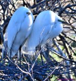 DSC_9139_001.JPG