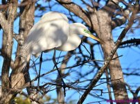 DSC_9147_001.JPG
